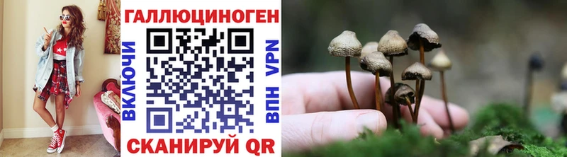 сколько стоит  Чаплыгин  omg как войти  Галлюциногенные грибы Psilocybine cubensis 